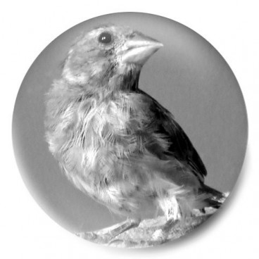 Pajarita (Verderón)