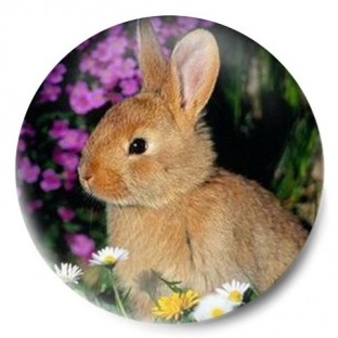 Conejito y flores