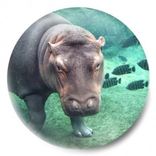 Hipopótamo