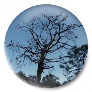 Árbol mirador de Serra