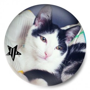 Gato Ziggy con estrella