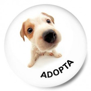 Adopta perrito 1