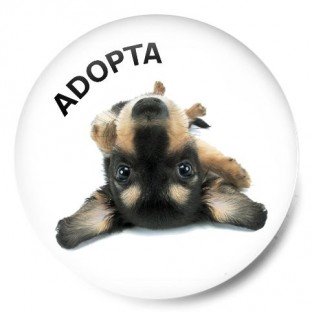 Adopta perrito 2