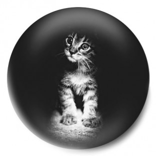 minino blanco y negro