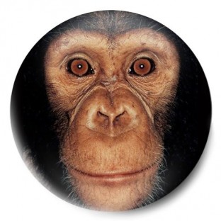 chimp